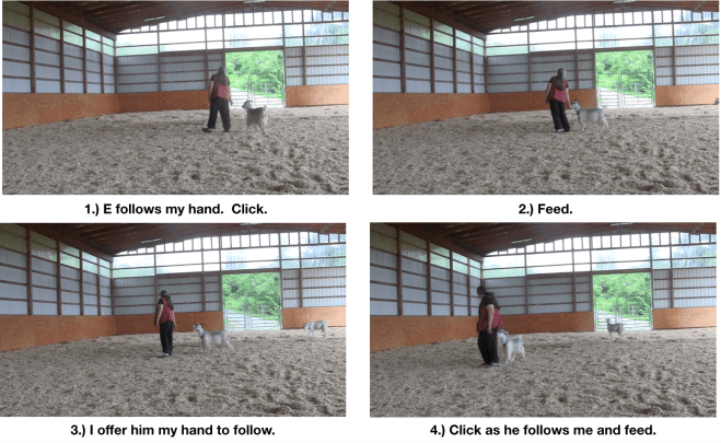 Goat diaries Day 8 E follows in arena.png