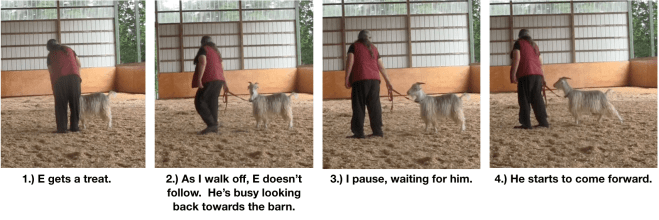 Goat Diaries Day 8 E leading 4 panels 1.png