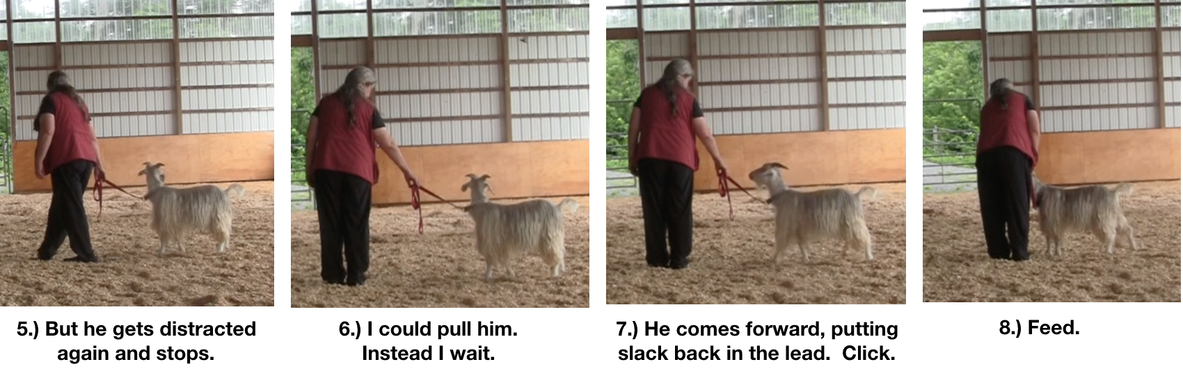 Goat Diaries Day 8 E leading 4 panels 2.png