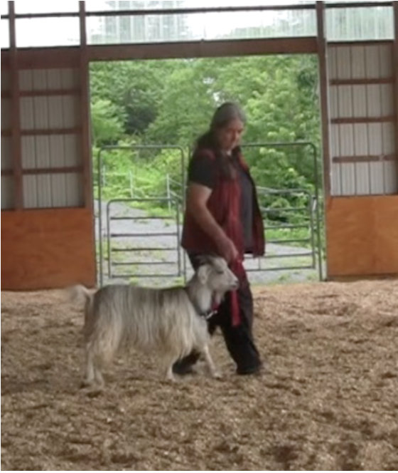 Goat Diaries day 8 E leading.png