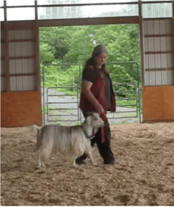 Goat Diaries day 8 E leading.png