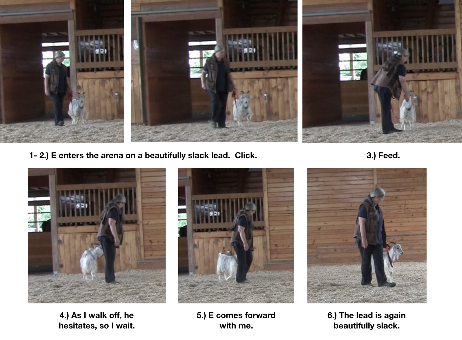 Goat diaries Day 8 leadin in arena 1 panels 1.png