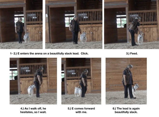 Goat diaries Day 8 leadin in arena 1 panels 1.png