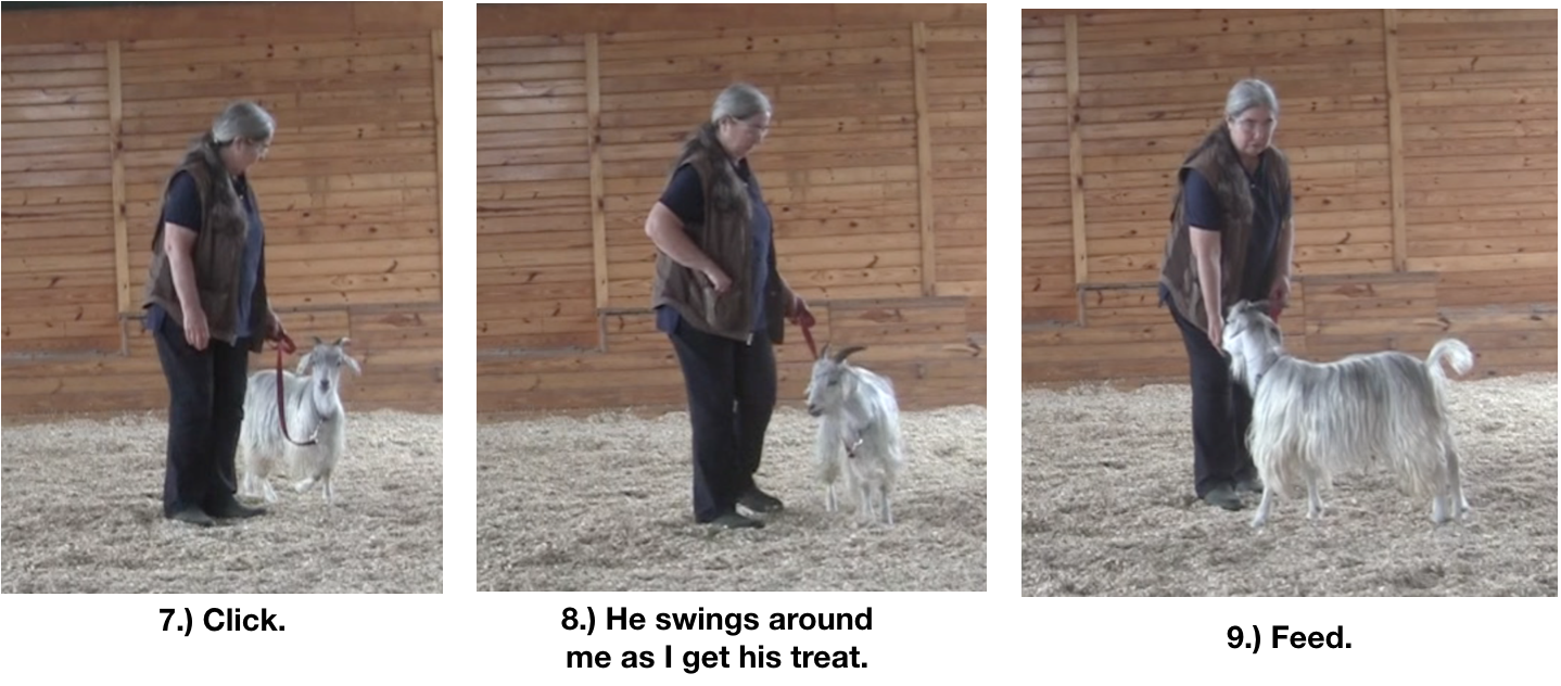 Goat diaries Day 8 leadin in arena 1 panels 2.png