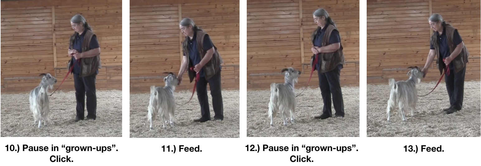 Goat diaries Day 8 leadin in arena 1 panels 3.png