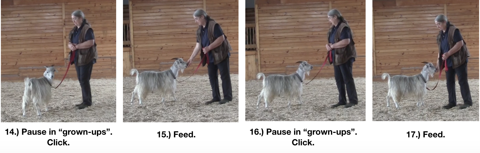 Goat diaries Day 8 leadin in arena 1 panels 4.png