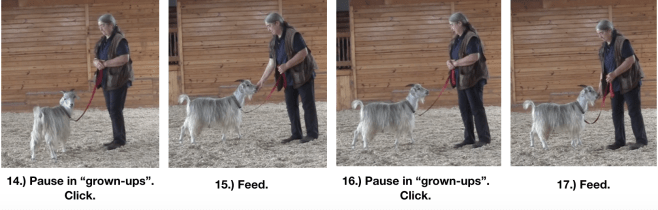 Goat diaries Day 8 leadin in arena 1 panels 4.png