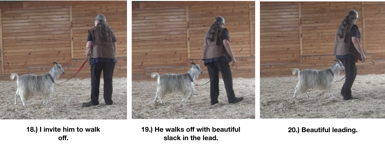 Goat diaries Day 8 leadin in arena 1 panels 5.png