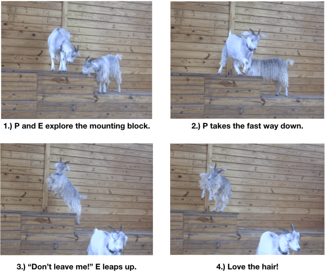 Goat diaries day 8 mounting block.png
