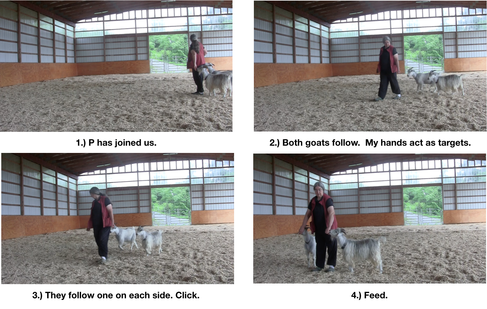 Goat diaries Day 8 P and E follow in arena.png