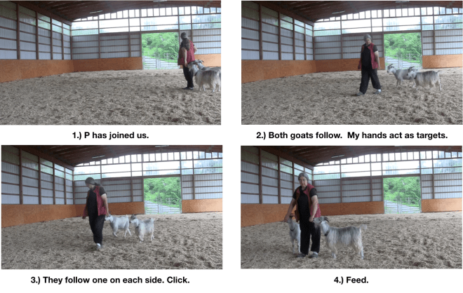 Goat diaries Day 8 P and E follow in arena.png