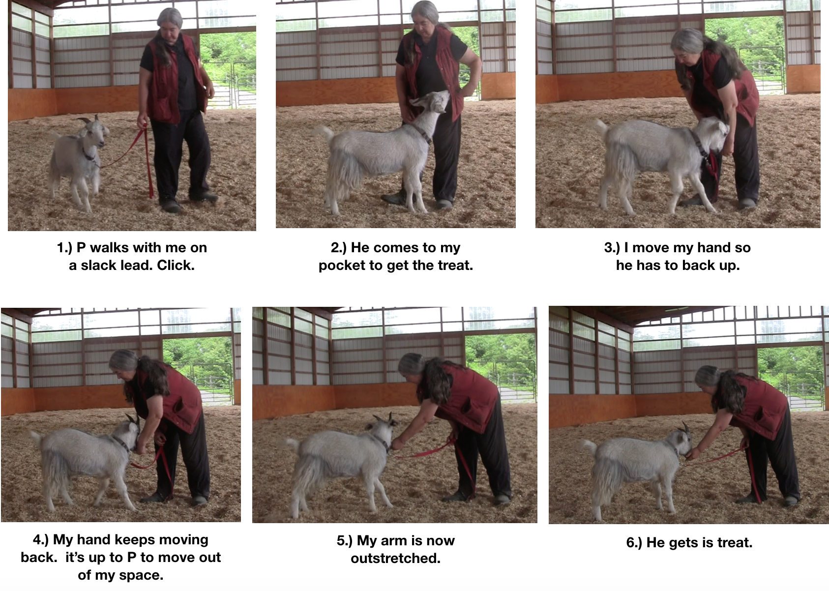 Goat Diaries Day 8 P learns about halt.png