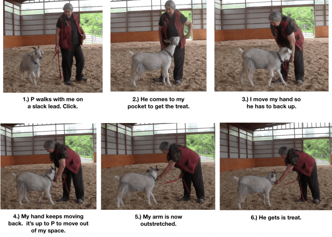 Goat Diaries Day 8 P learns about halt.png