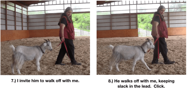 Goat diaries day 8 P learns halt 2.png