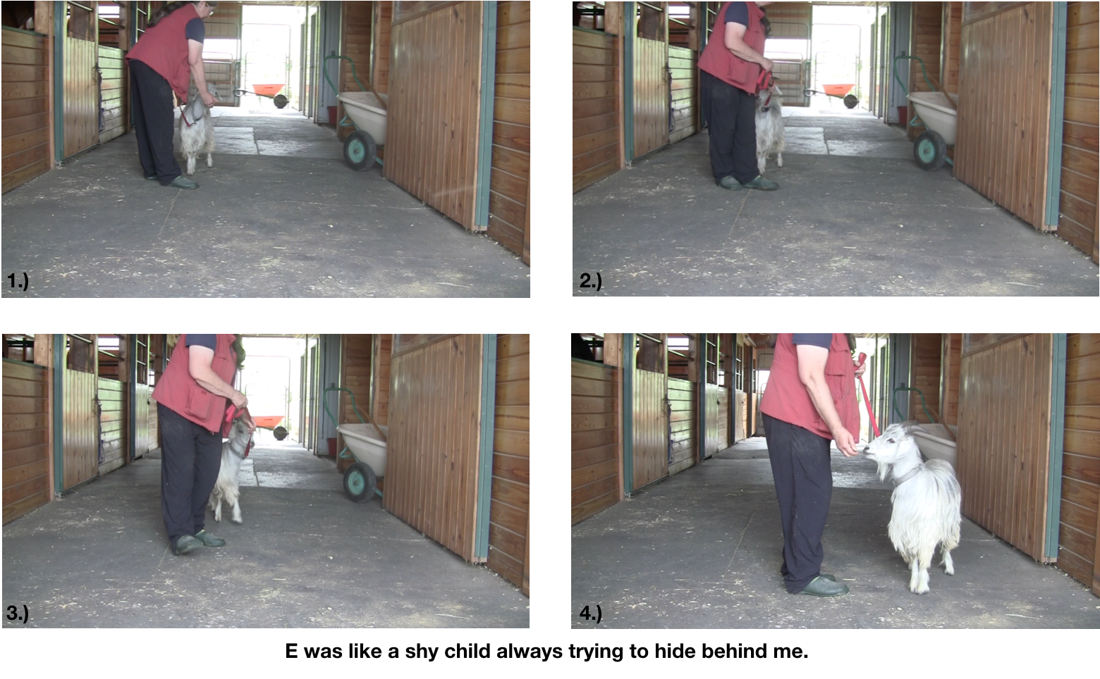 Goat Diaries E leads contrast.png