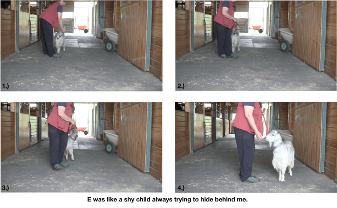 Goat Diaries E leads contrast.png