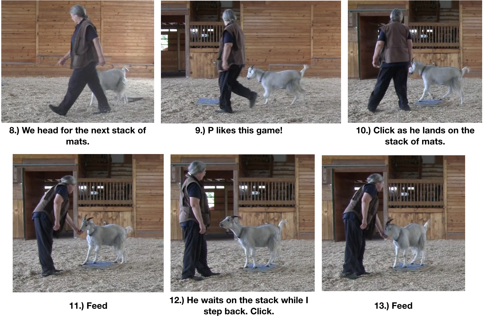 Goat Diaries Joy of being a goat 2.png