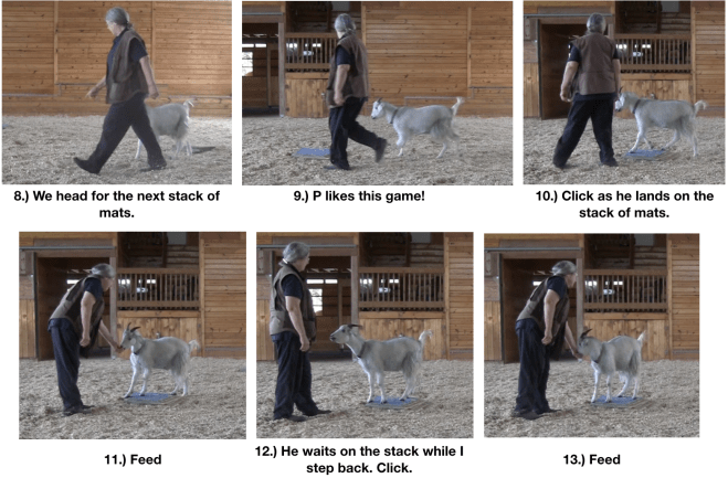 Goat Diaries Joy of being a goat 2.png