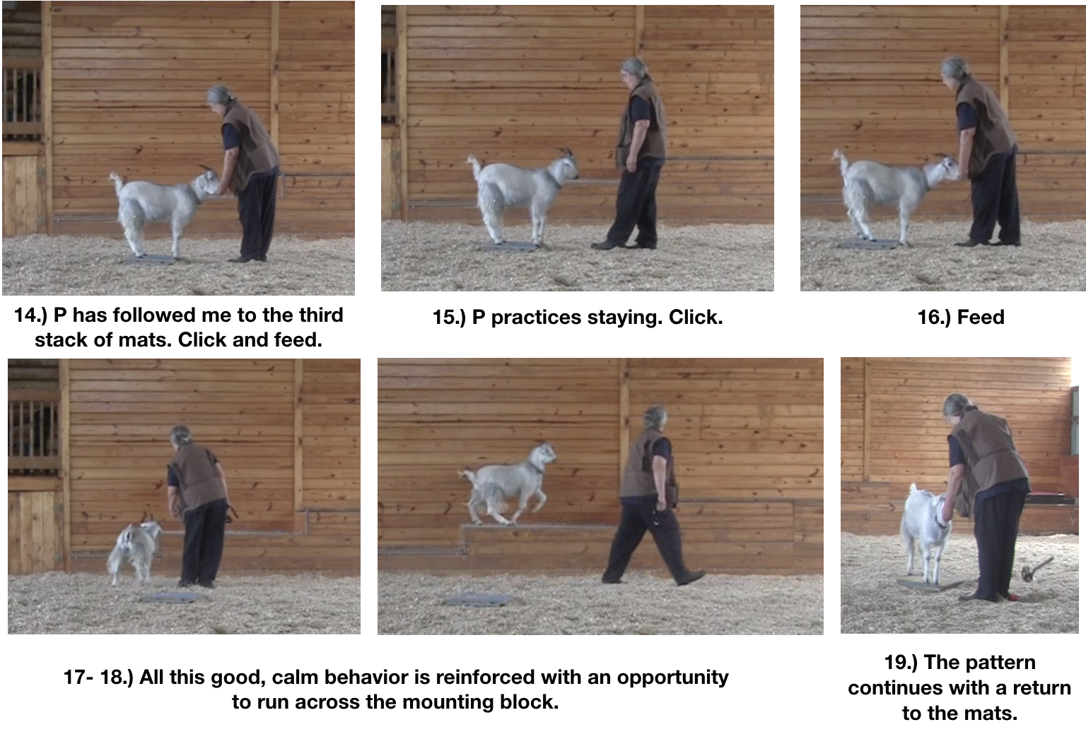 Goat Diaries Joy of being a goat 3.png