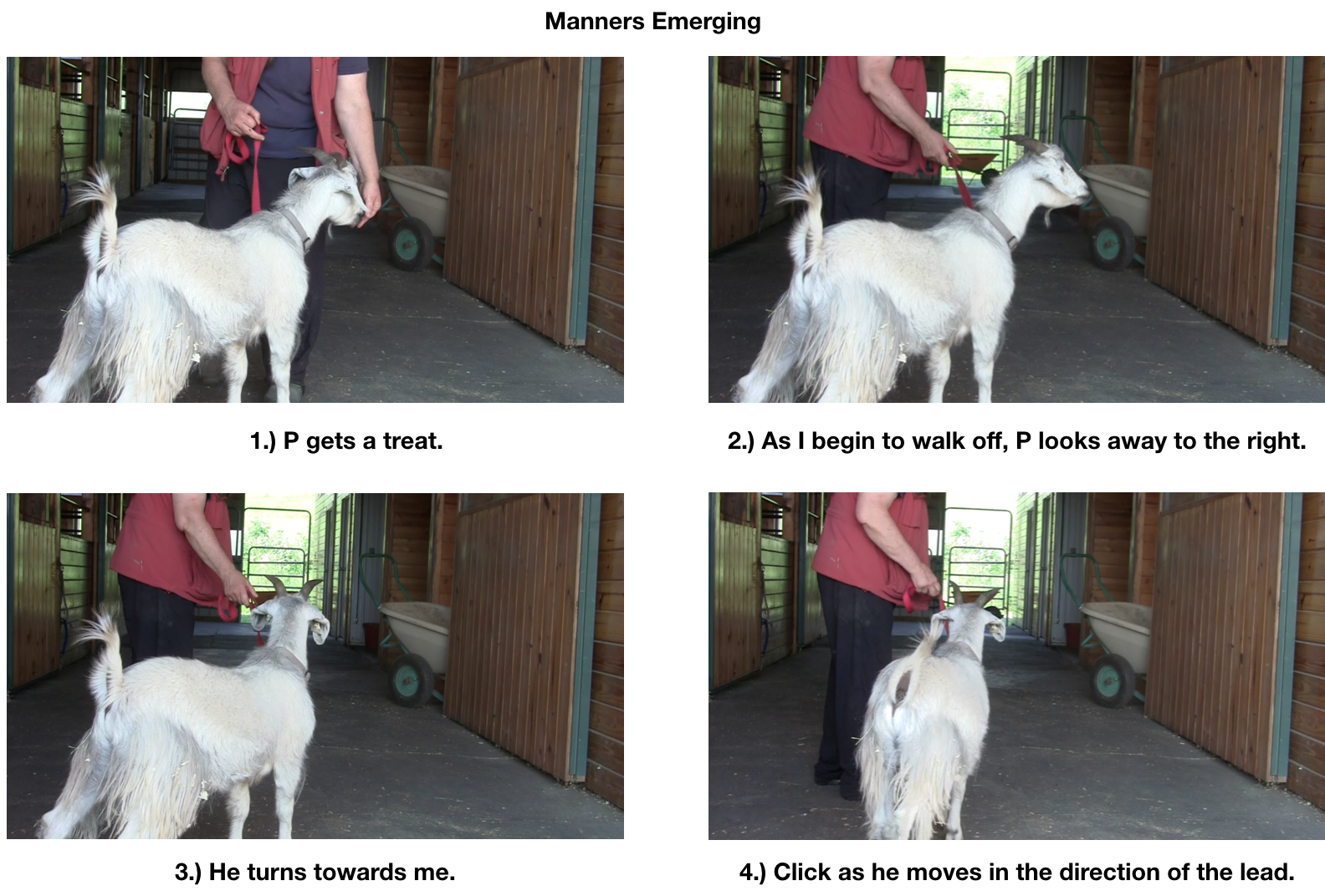 Goat diaries P Day 7 Manners emerging panel 1.png