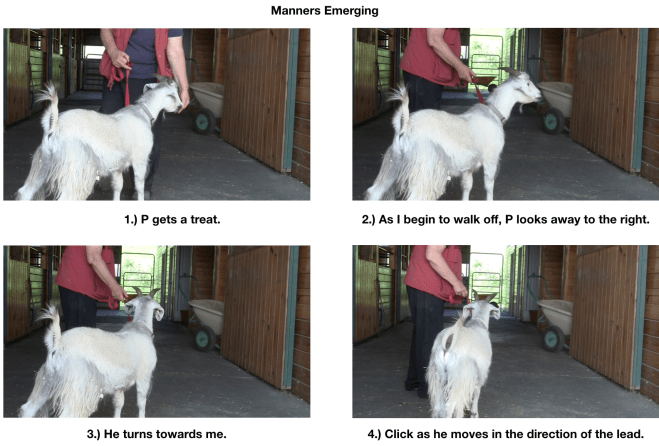 Goat diaries P Day 7 Manners emerging panel 1.png
