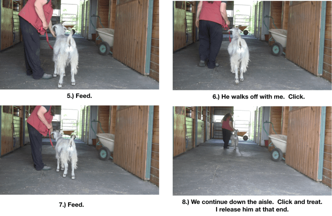 Goat diaries P Day 7 Manners emerging panel 2.png