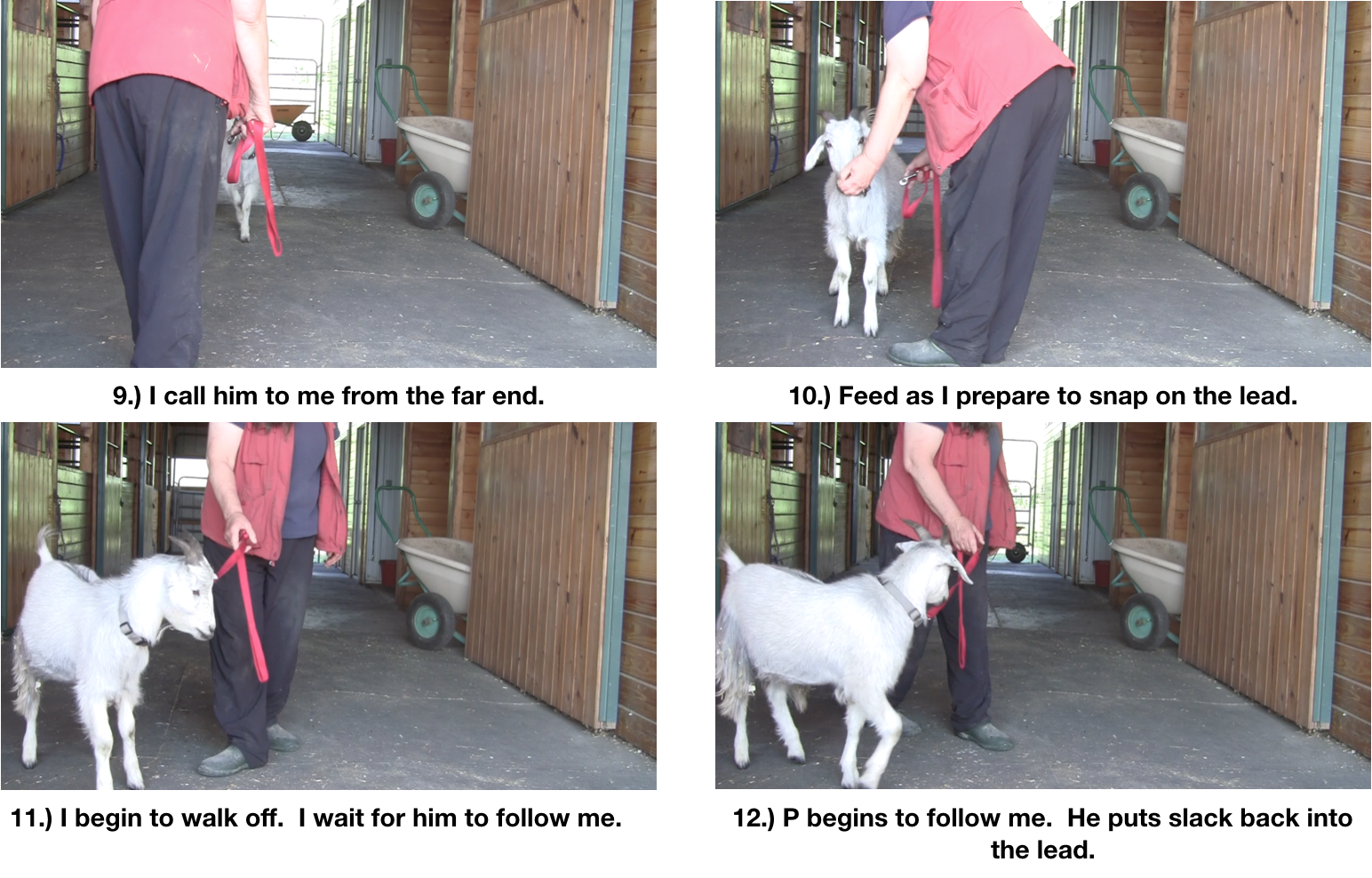 Goat diaries P Day 7 Manners emerging panel 3.png