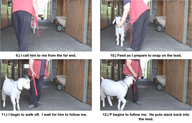 Goat diaries P Day 7 Manners emerging panel 3.png