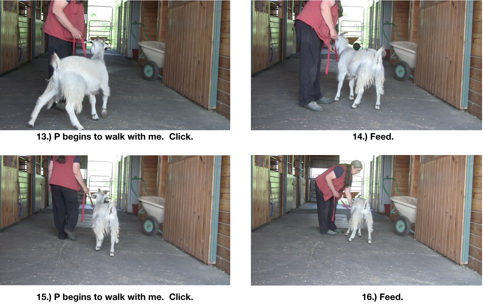 Goat diaries P Day 7 Manners emerging panel 4.png