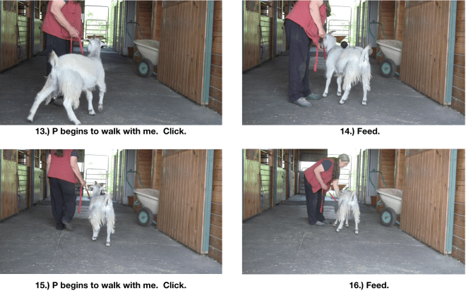 Goat diaries P Day 7 Manners emerging panel 4.png