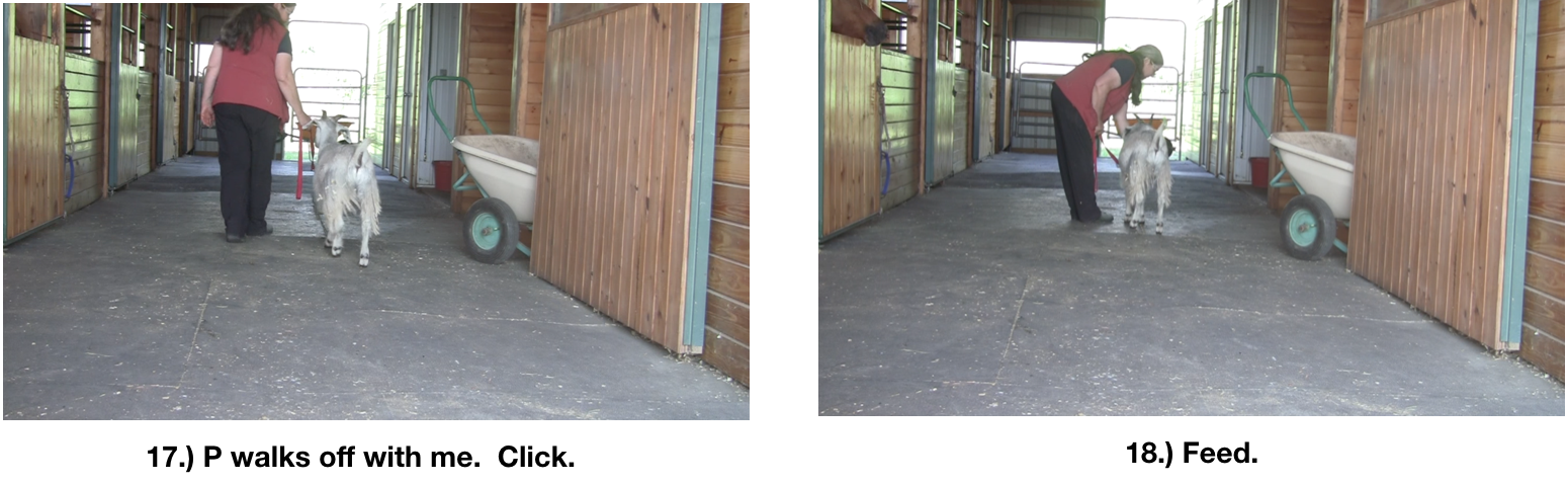 Goat diaries P Day 7 Manners emerging panel 5.png