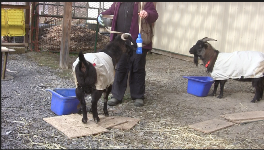 Goat Diaries T&amp;T Learning to Share