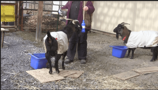 Goat Diaries T&amp;T Learning to Share