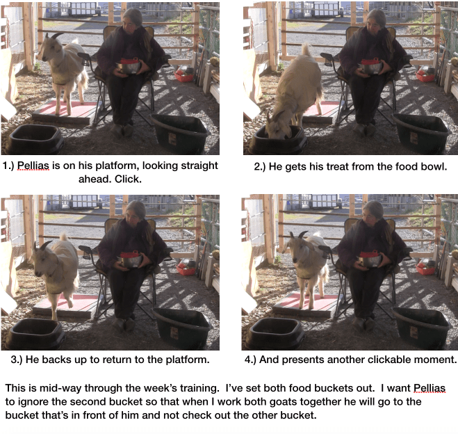 Goat Palace Pellias on platform 4 panels