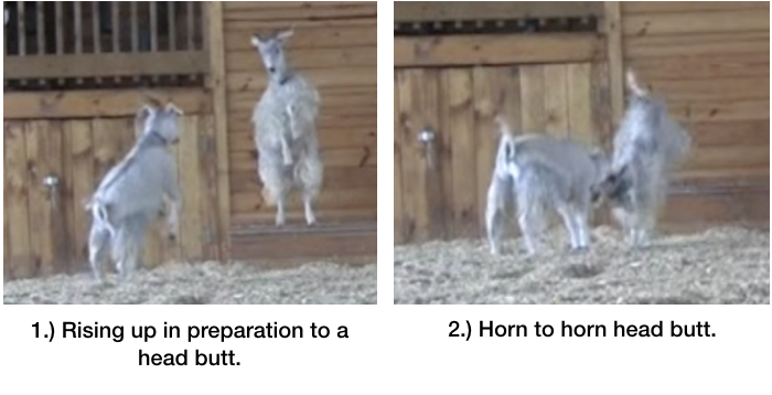 Goats head butting in arena.png