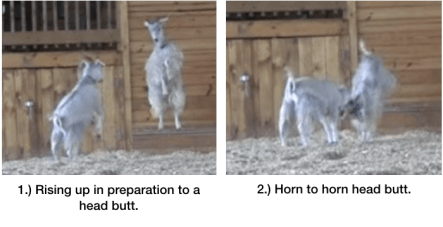 Goats head butting in arena.png