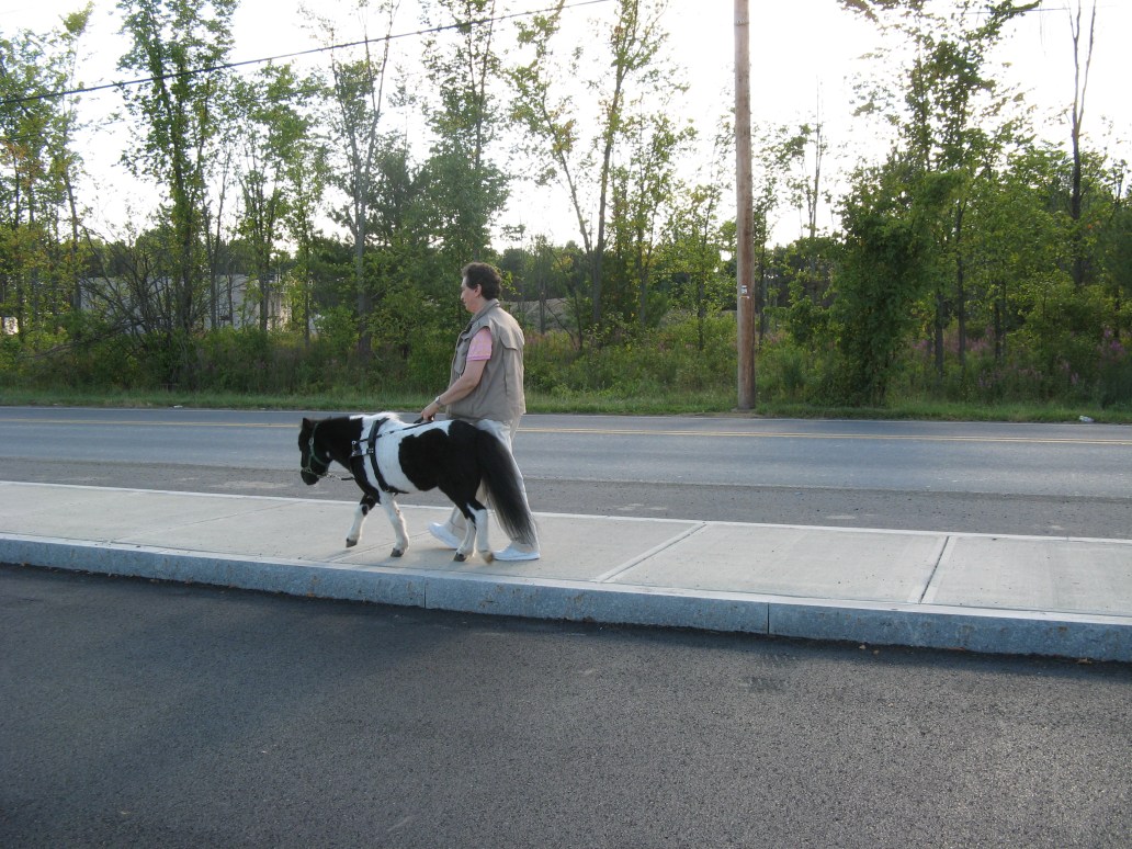 Panda and Ann guiding on sidewalk HS.JPG