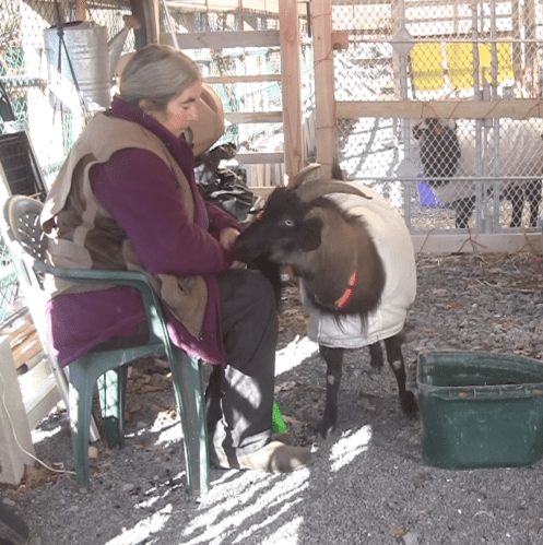 Thanzi pushing for treat.png