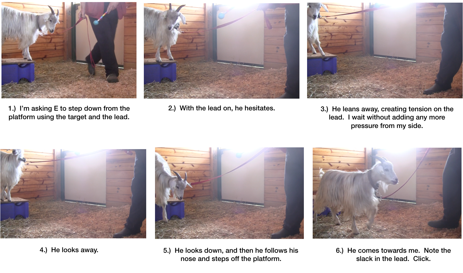 Goat Diaries Day 6 Steps towards Leading fig 1 to 6.png