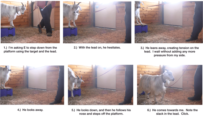 Goat Diaries Day 6 Steps towards Leading fig 1 to 6.png
