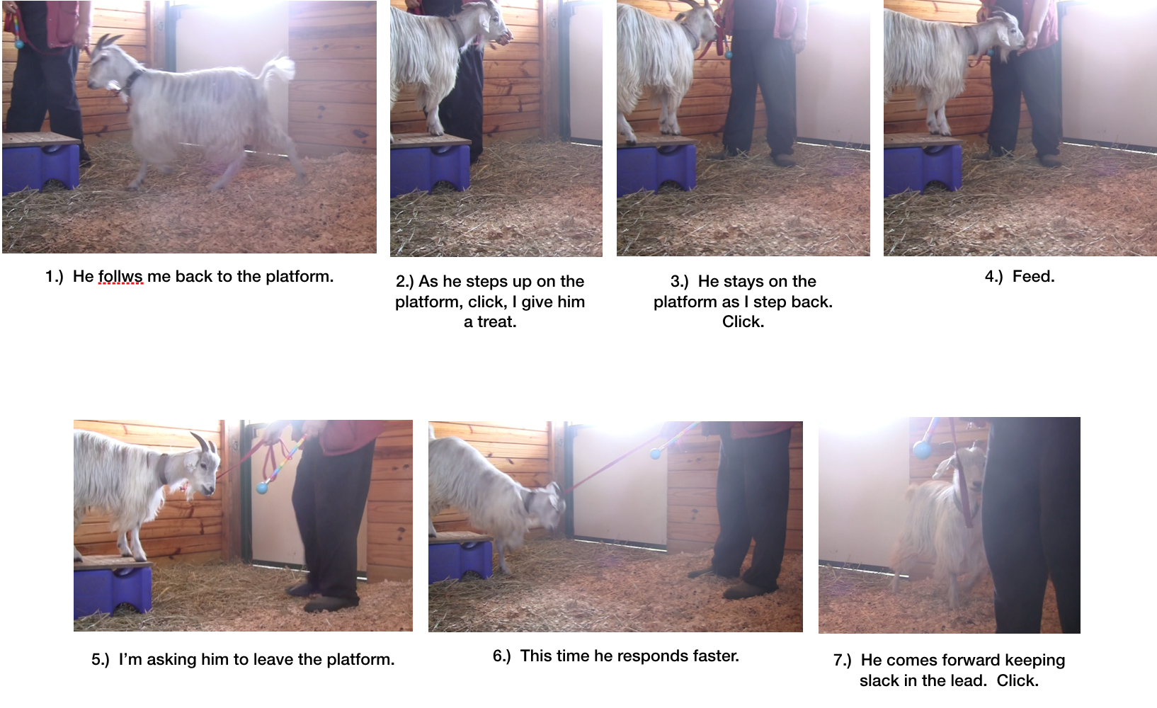 Goat Diaries Day 6 Train where you can leading.png