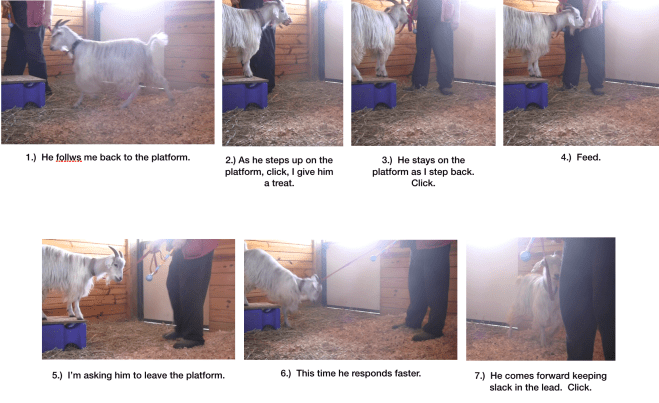 Goat Diaries Day 6 Train where you can leading.png