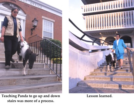 Panda going down stairs PO and museum