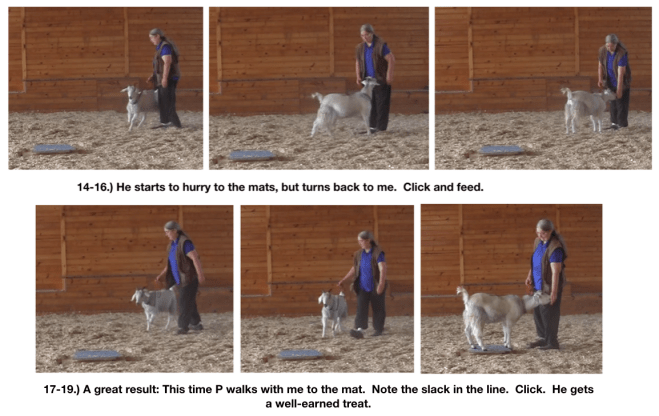 Goats Day 12 Fig 14-19 with Pellias