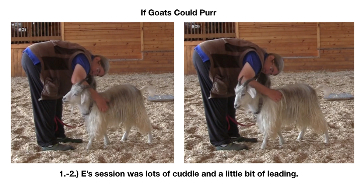 Goats day 12 if goats could purr fig 1-2