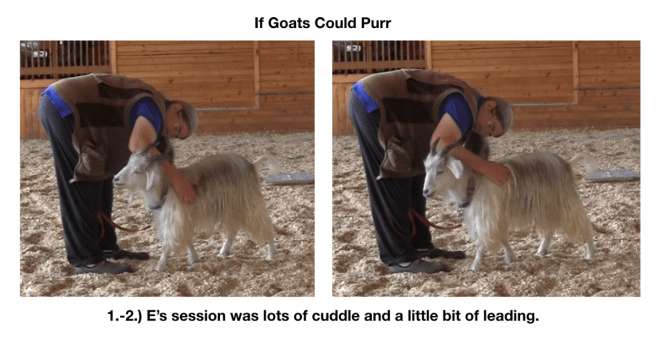 Goats day 12 if goats could purr fig 1-2