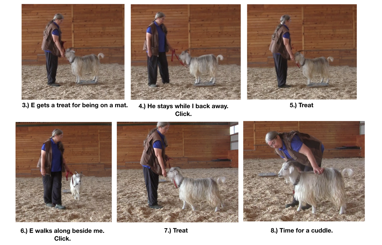 Goats day 12 if goats could purr fig 3 -8