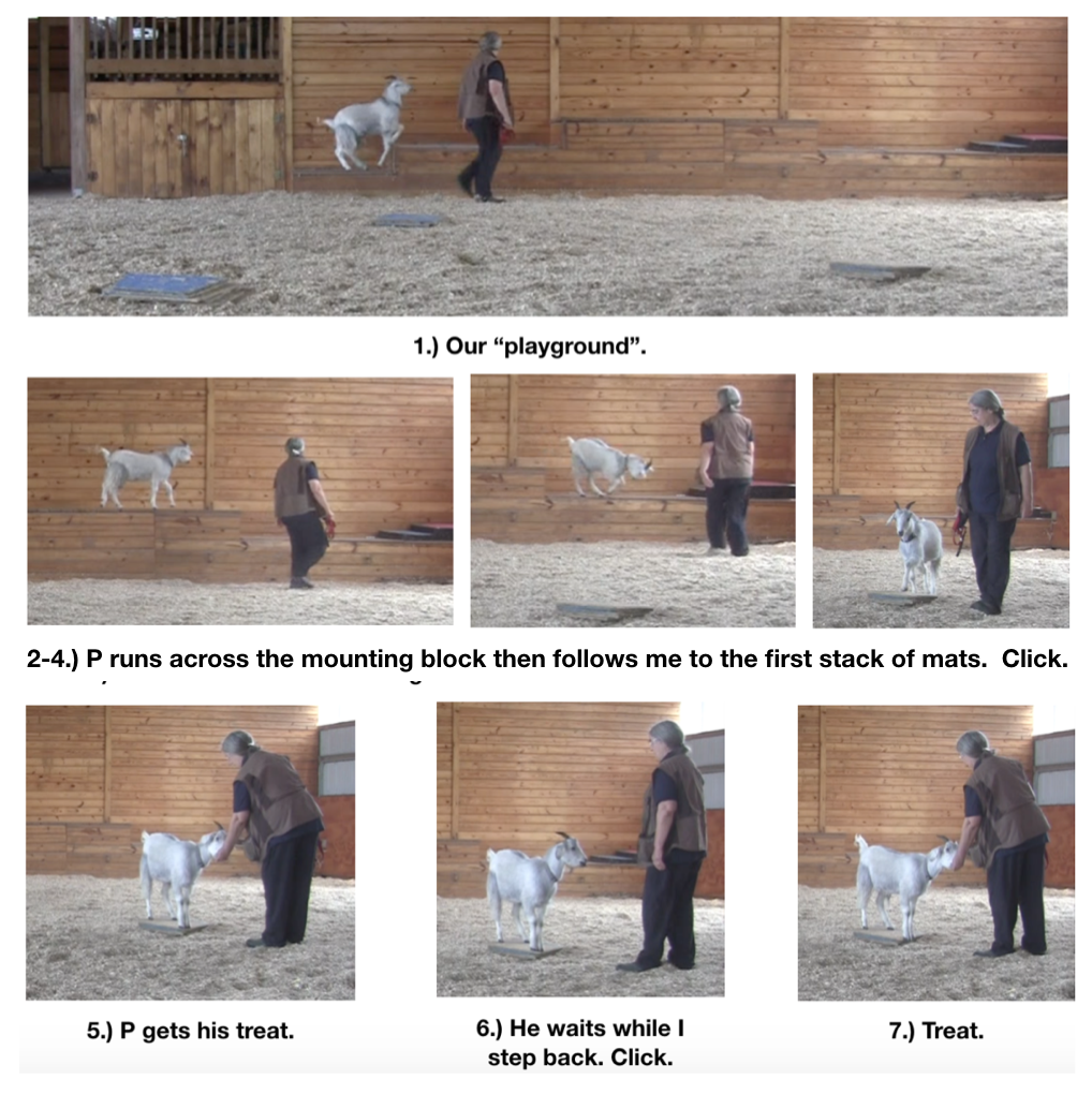 Goats day 12 our playground fig 1-7