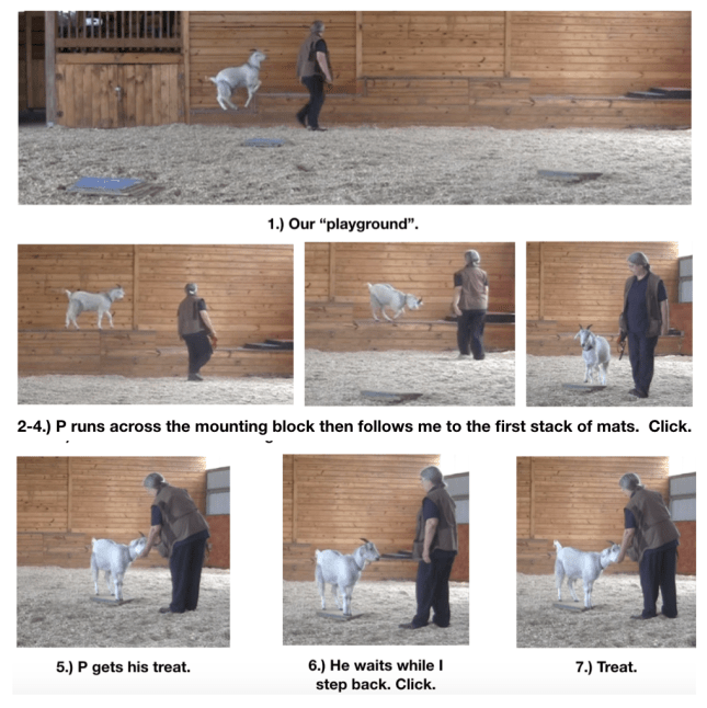 Goats day 12 our playground fig 1-7