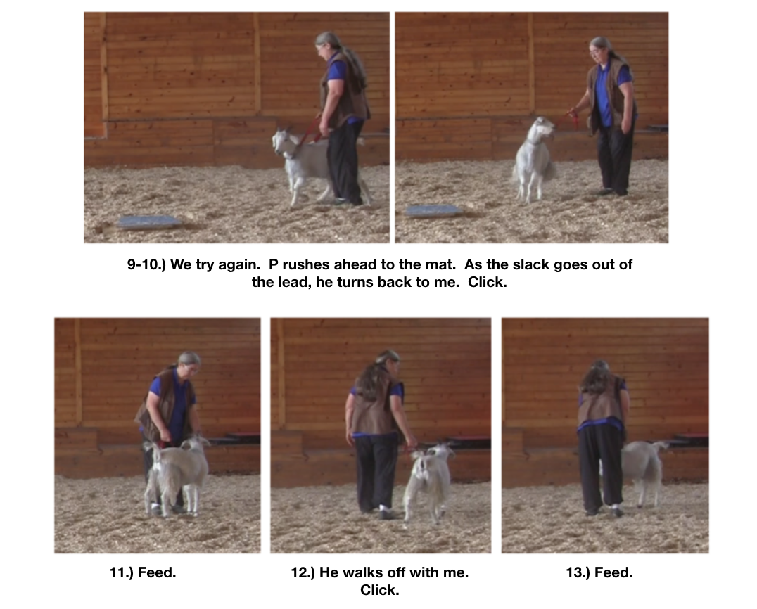 Goats day 12 P panels 9-13